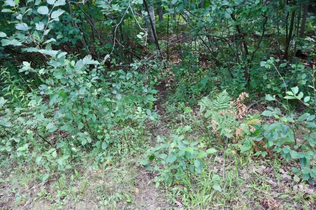 Picture 42
