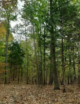Unrestricted Wooded Acreage For Sale