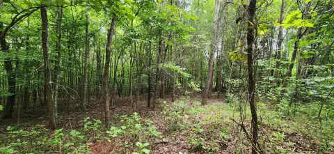 Wooded Land with Stream