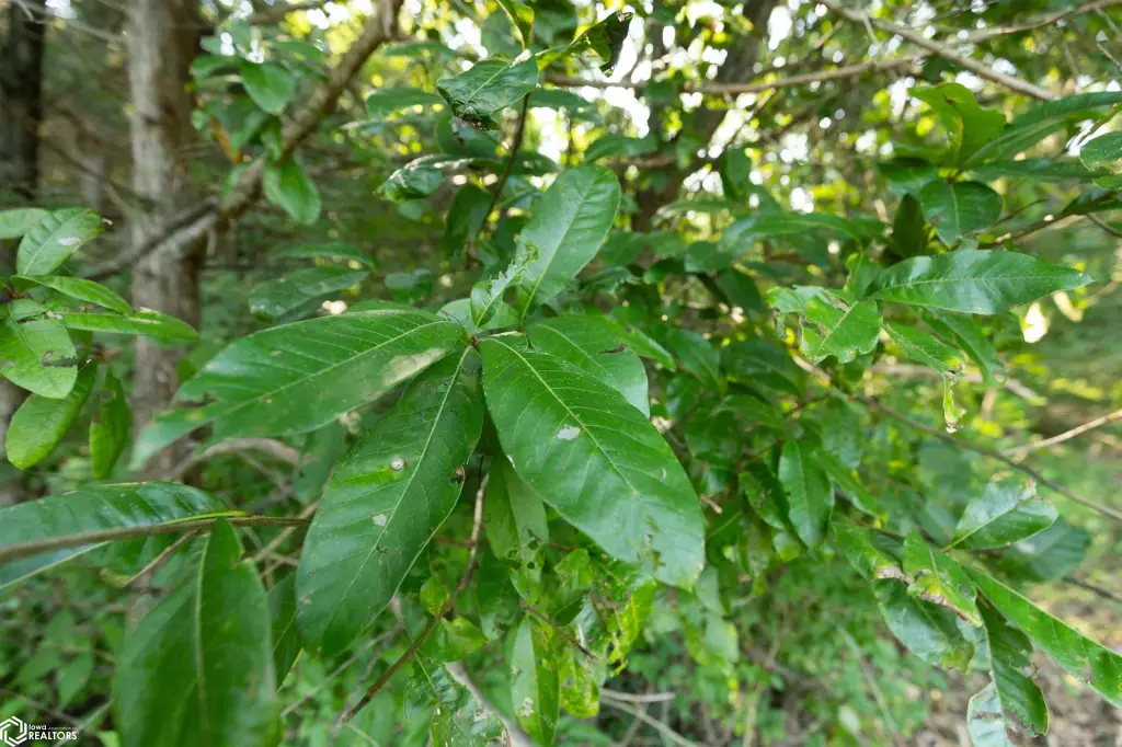 Picture 45