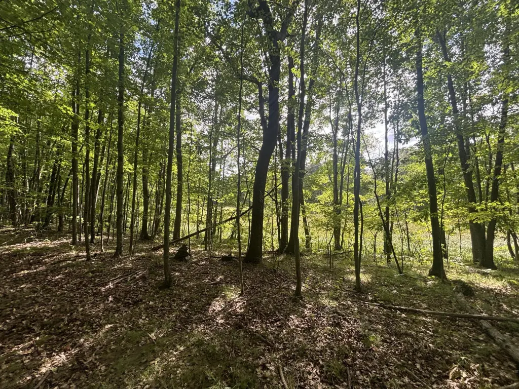 Picture 15