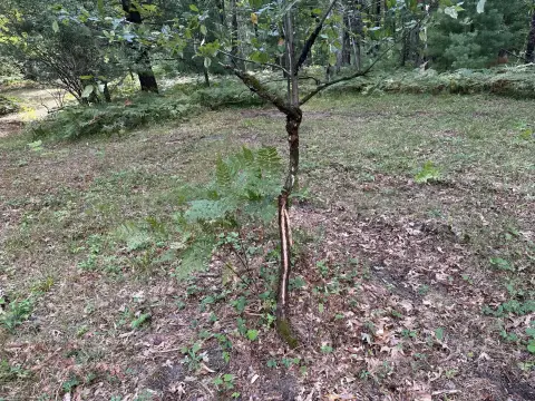 Wooded Hunting Land