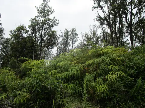 Volcano, HI Land Parcel
