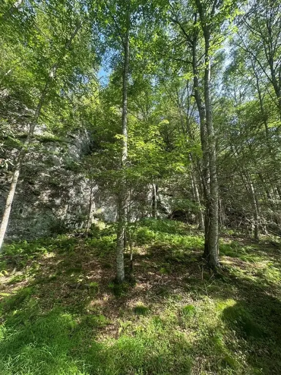 Picture 43