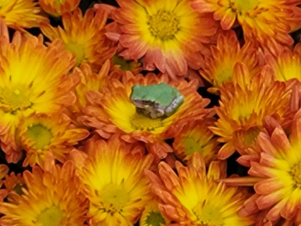 Picture 46