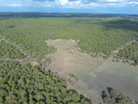 Blackjack Oak Hunting Land