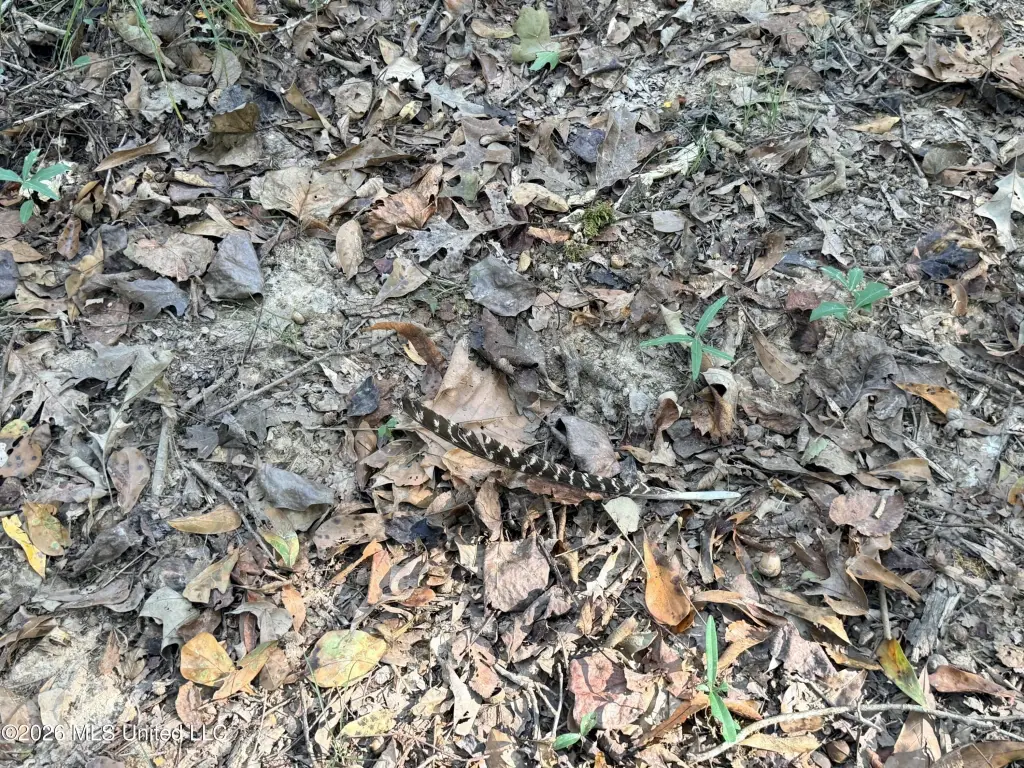Picture 41