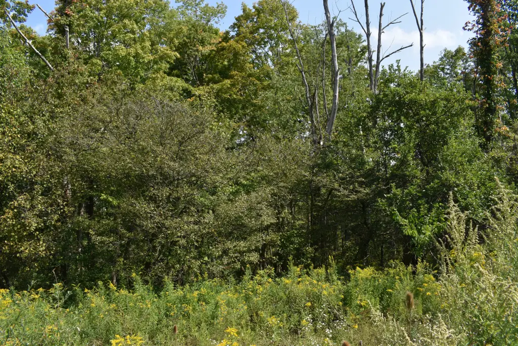 Picture 25