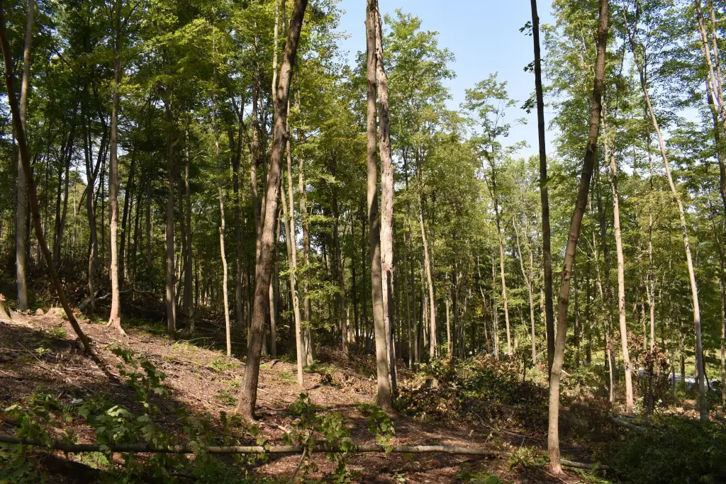 Picture 31