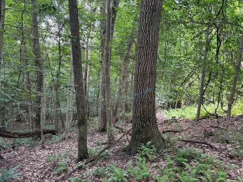 Recreational Land Near Northern Cambria