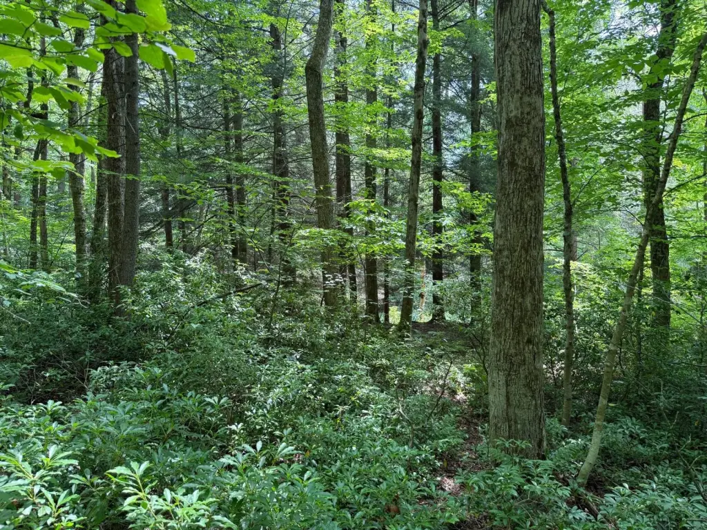 Picture 9