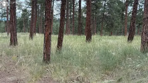 Wooded Recreation Land Parcel