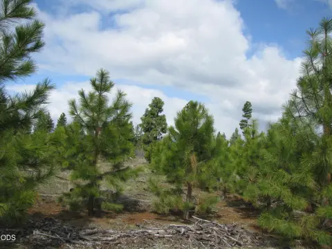 Recreation Land with Timber
