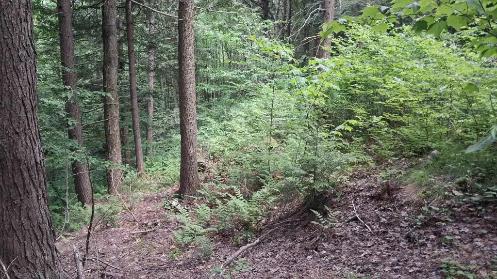 Picture 5
