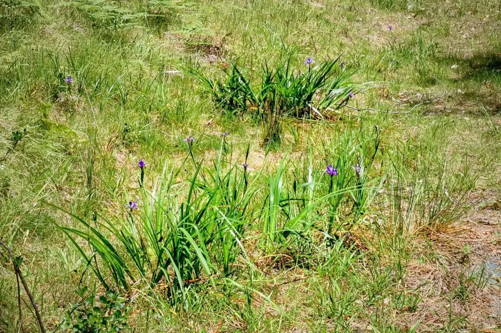 Picture 11