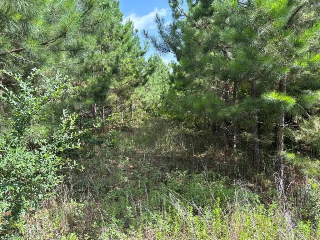 Picture 15