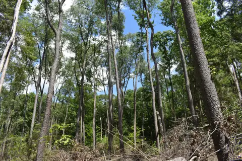 Recreation and Hunting Land with Road Access