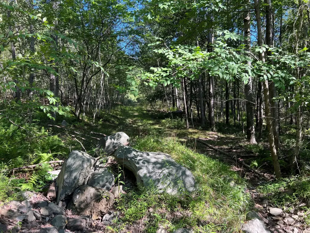 Picture 5