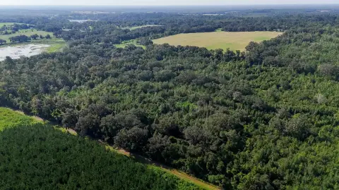 Mature Pine Land Tract