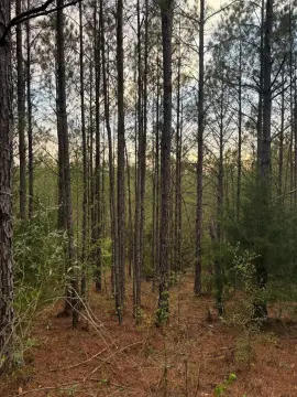 Vacant Hunting Land Tract