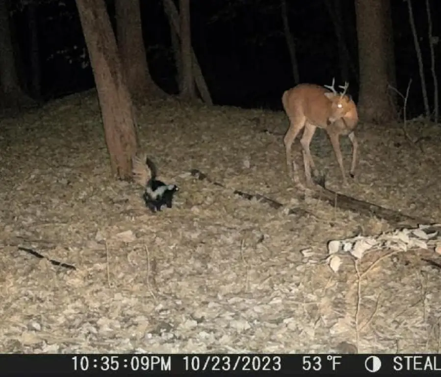 Picture 45