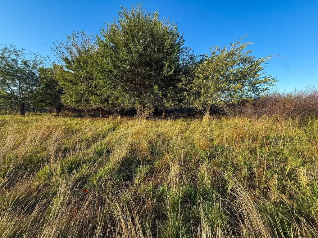 Picture 45