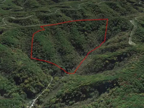 55 Acres of Wooded Land
