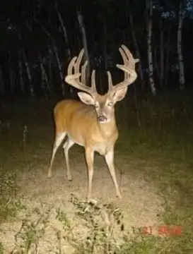 Wooded Hunting Land