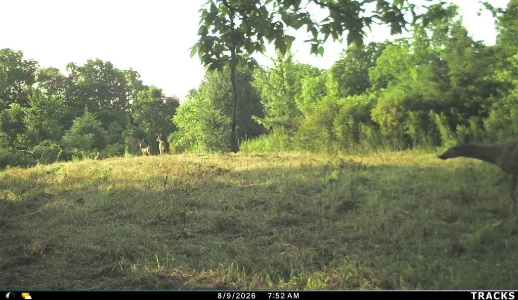 Picture 36