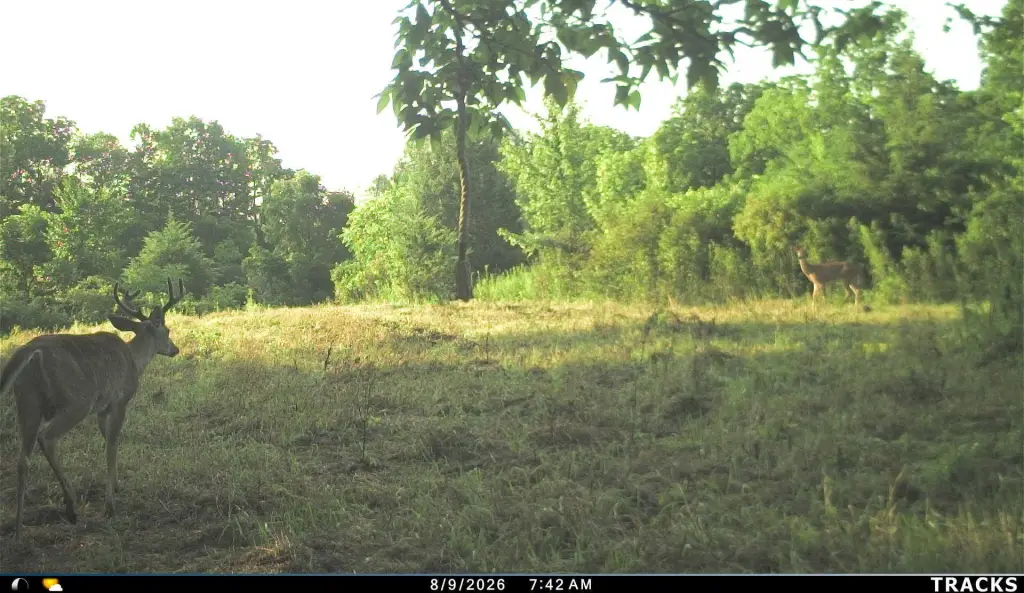 Picture 33