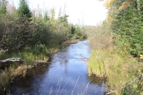 Wooded Waterfront Land