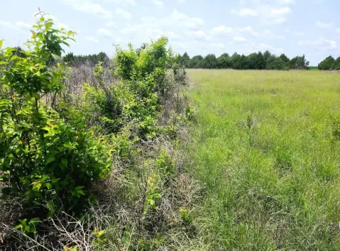 Idalia Farm/Estate with CRP Income