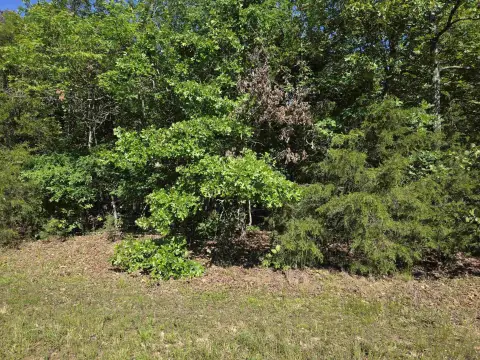 Wooded Hunting Land