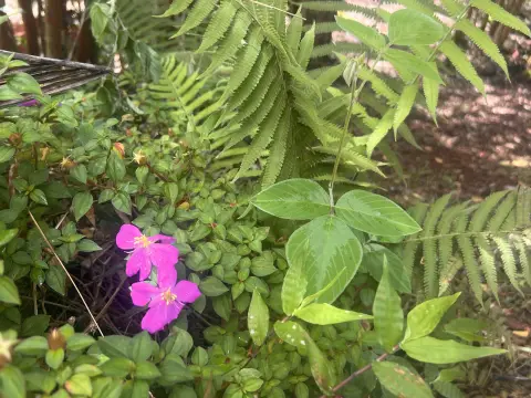 Pahoa Land: Build Your Dream