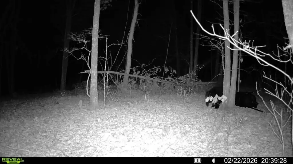 Picture 5