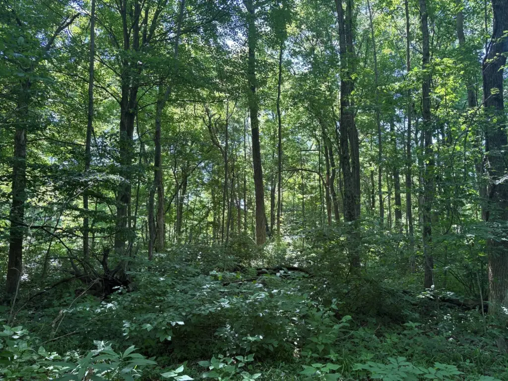 Picture 41