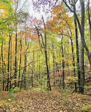 Unrestricted Land in Wilkes County