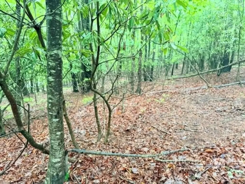 Picture 7