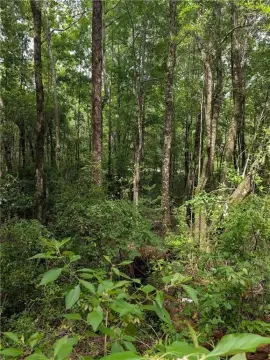 Almost 3-Acre Corner Lot