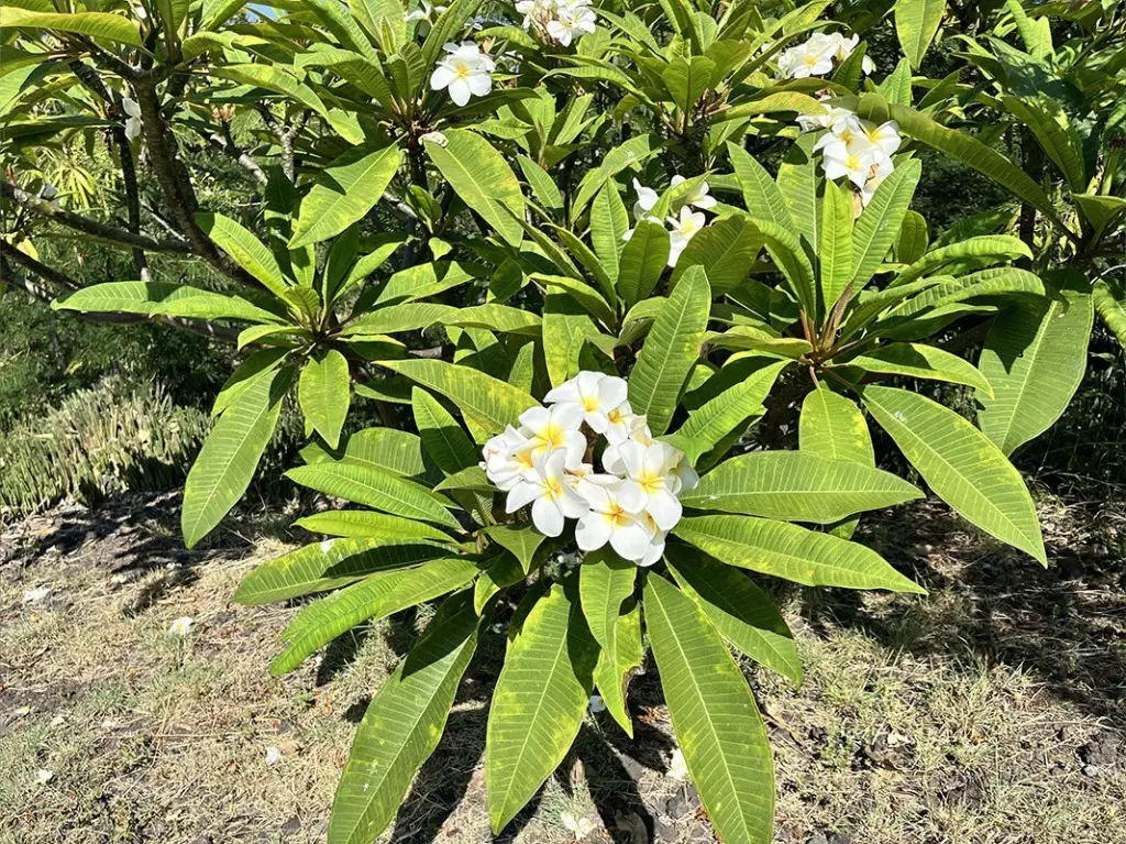 Picture 4