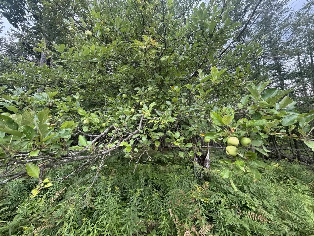 Picture 45