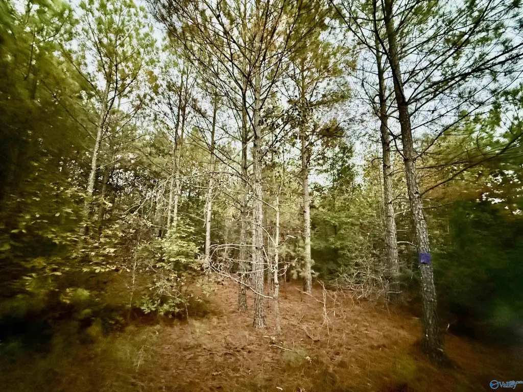 Picture 29