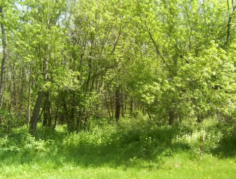 Wooded Lot with Boat Slip