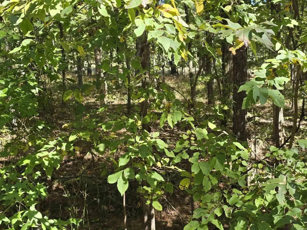Picture 2