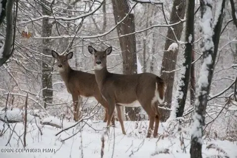 Albrightsville Land in Amenity-Rich Community