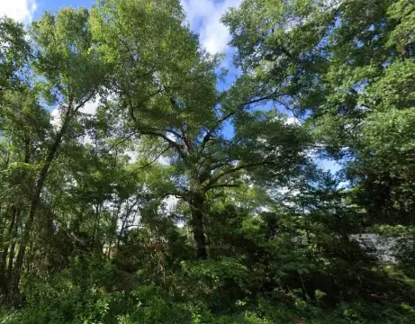 Ocala Vacant Land Near SR 200
