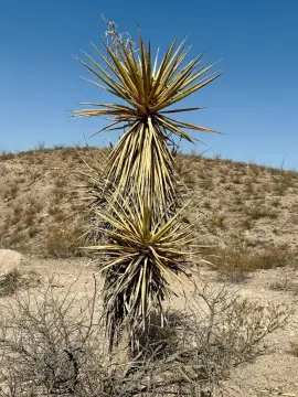 West Texas Ranch Land Available