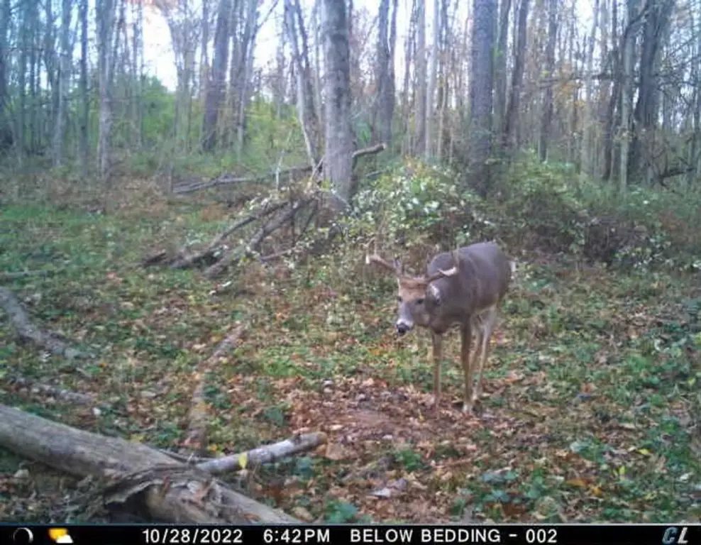 Picture 36