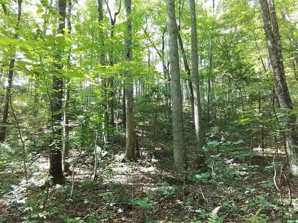 Picture 18