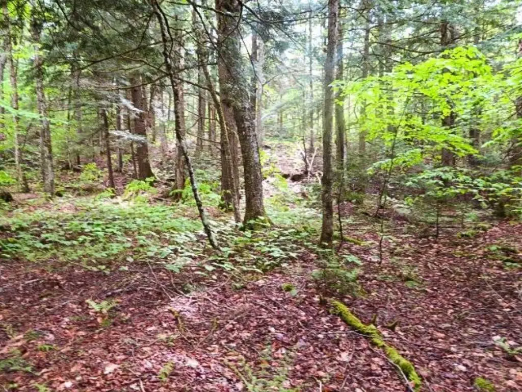 Picture 8
